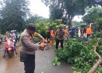 Pohon Tumbang Akibat Hujan Lebat, Polisi Bergegas Evakuasi