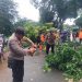Pohon Tumbang Akibat Hujan Lebat, Polisi Bergegas Evakuasi