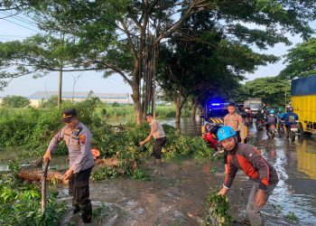 Pantura Terhalang, Polisi Atur Arus Lalulintas Akibat Pohon Tumbang