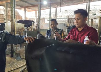 Ratusan Ternak Sakit, Dispertan Pati Fokus pada Vaksinasi Sapi Perah