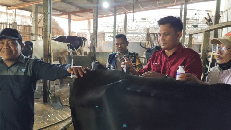 Ratusan Ternak Sakit, Dispertan Pati Fokus pada Vaksinasi Sapi Perah