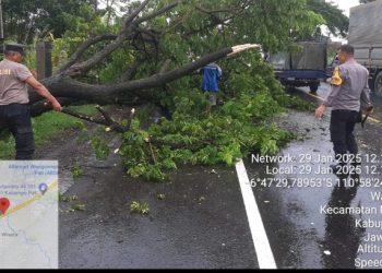 Polisi dan Relawan BPBD Bersihkan Pohon Tumbang di Jalan Pati – Kudus