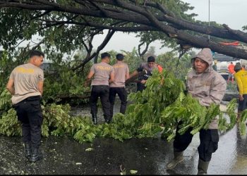 Pohon Tumbang di Pati, Pengendara Harus Berhenti