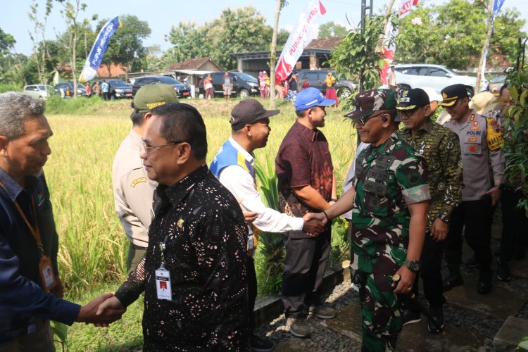 Dandim Pati Tingkatkan Produksi Padi Secara Berkelanjutan
