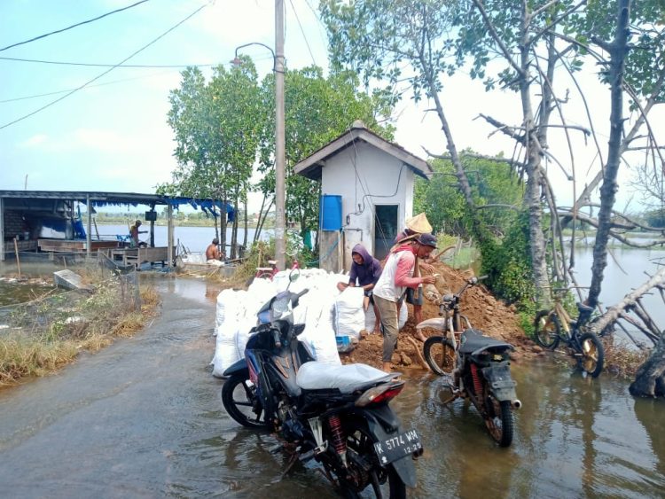 Mangrove Hancur, Warga Tunggulsari Minta Solusi Nyata