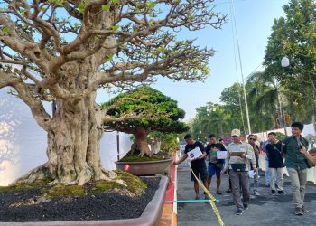 Java Master 2025, Pati Jadi Pusat Seni Bonsai Nusantara
