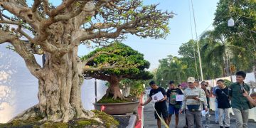 Java Master 2025, Pati Jadi Pusat Seni Bonsai Nusantara