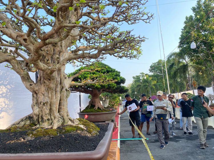 Java Master 2025, Pati Jadi Pusat Seni Bonsai Nusantara
